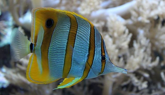 Retirement Advice For Beginners