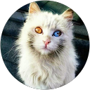 Kholis Nordaim profile picture